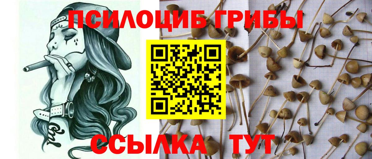 купить наркотики цена  Вход с VPN  Азов  Галлюциногенные грибы ЛСД  Галлюциногенные грибы Psilocybine cubensis 